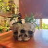 1pc Skull Planter Pots For Indoor Plants; Skull Plant Pot Head Yard Art Outdoor And Garden Decor Outside Spring Skull Flower Pot